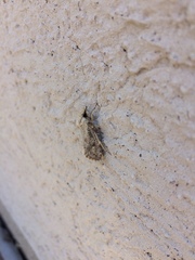 Acrolophus popeanella