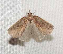 Authaemon stenonipha