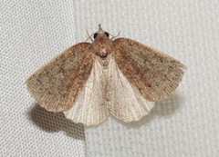 Authaemon stenonipha