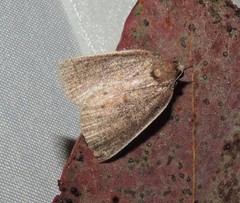 Authaemon stenonipha