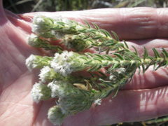 Phylica strigosa elongata