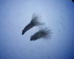 Phylica strigosa elongata