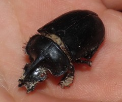 Ceratophyus hoffmannseggi