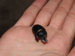 Ceratophyus hoffmannseggi