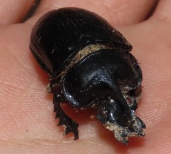 Ceratophyus hoffmannseggi