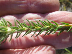 Phylica strigosa elongata
