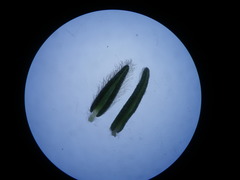 Phylica strigosa elongata