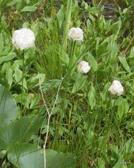Eriophorum vaginatum