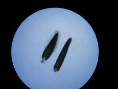 Phylica strigosa elongata