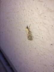 Acrolophus popeanella