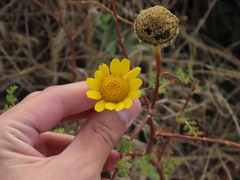 Anacyclus radiatus