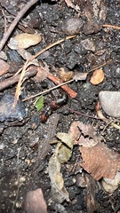 Platydracus cinnamopterus