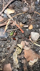 Platydracus cinnamopterus