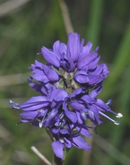 Veronica allionii