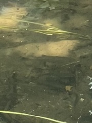 Salmo trutta