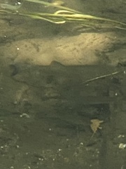 Salmo trutta