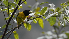 Coccothraustes abeillei