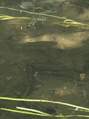 Salmo trutta