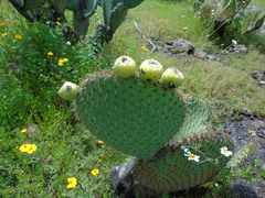 Opuntia huajuapensis