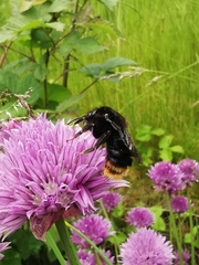 Bombus rupestris
