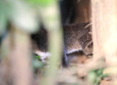 Prionailurus planiceps