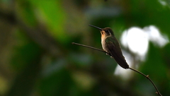 Lampornis amethystinus