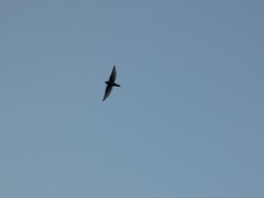 Ptyonoprogne rupestris