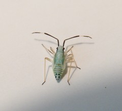 Cyllecoris histrionius