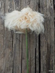 Eriophorum vaginatum