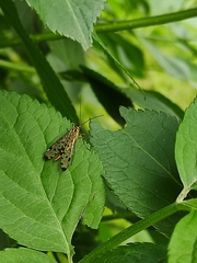 Panorpa germanica