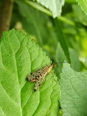 Panorpa germanica