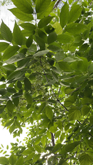 Fraxinus
