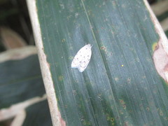 Scythropiodes leucostola