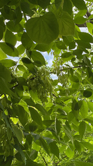 Fraxinus