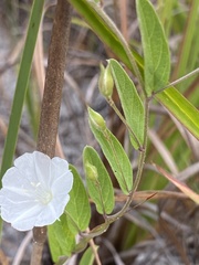 Stylisma villosa image