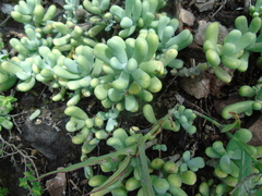 Sedum allantoides