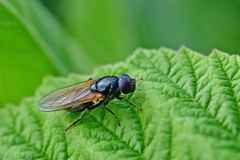 Cheilosia albitarsis