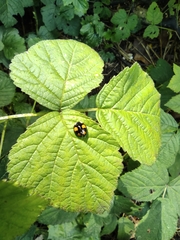 Harmonia axyridis