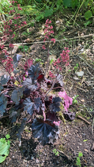 Heuchera sanguinea