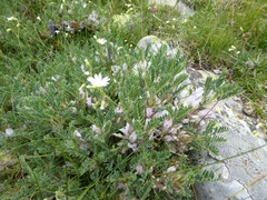 Astragalus sempervirens