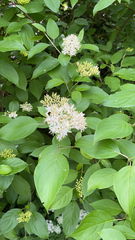 Cornus