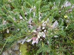 Astragalus sempervirens