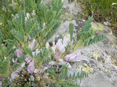 Astragalus sempervirens