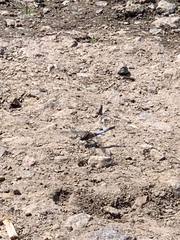 Orthetrum cancellatum