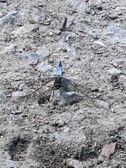 Orthetrum cancellatum