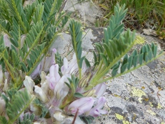 Astragalus sempervirens