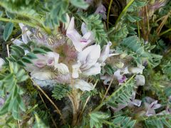 Astragalus sempervirens