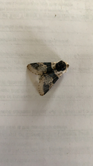 Furcula scolopendrina