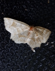 Metarranthis indeclinata