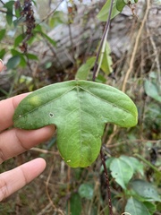 Passiflora obtusifolia
